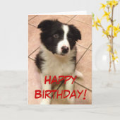 Carte de voeux de chiot de border collie (Fleur jaune)