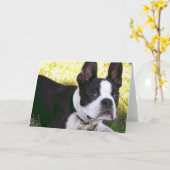 Carte de voeux de chiot de Boston Terrier (Fleur jaune)