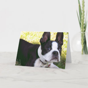 Carte de voeux de chiot de Boston Terrier