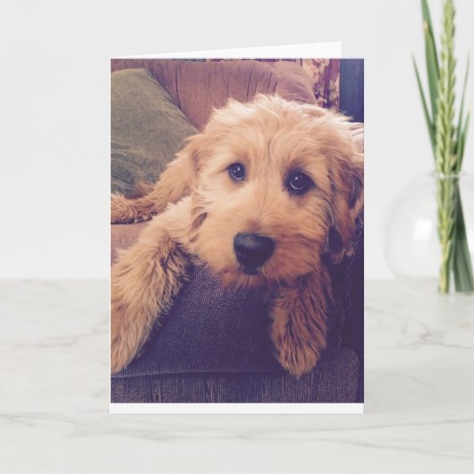 Carte de voeux de chiot de Goldendoodle (Devant)