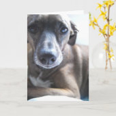 Carte de voeux de chiot de lévrier (Fleur jaune)