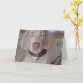 Carte de voeux de chiot de Weimaraner (Fleur jaune)