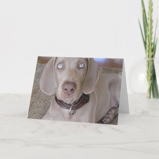 Carte de voeux de chiot de Weimaraner (Devant)