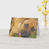 Carte de voeux de chiots de Rhodesian Ridgeback (Fleur jaune)