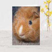 Carte de voeux de cobaye (Fleur jaune)