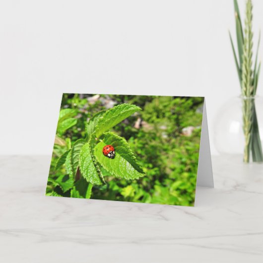 Carte de voeux de coccinelle, intérieur vide (Devant)