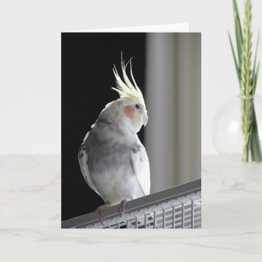 Carte de voeux de Cockatiel (Devant)
