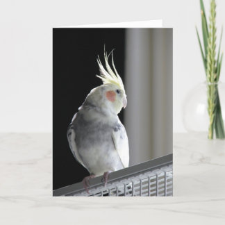 Carte de voeux de Cockatiel