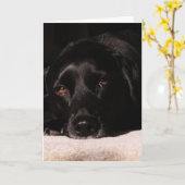 Carte de voeux de Cole (Fleur jaune)