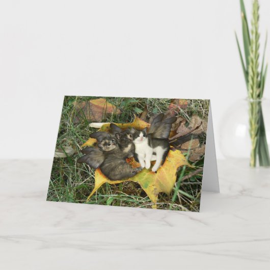 Carte de voeux de fées de chaton (Devant)