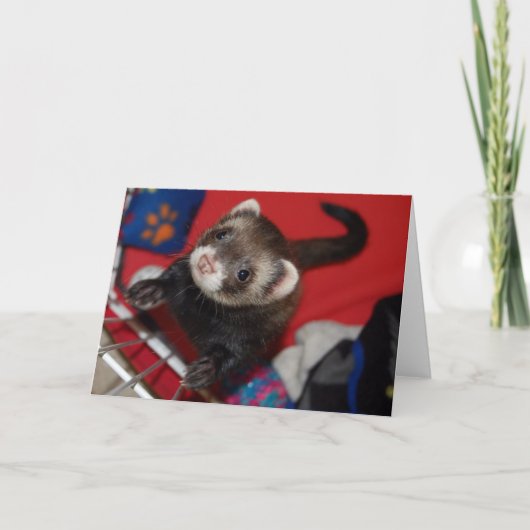 Carte de voeux de furet (Devant)