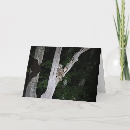 Carte de voeux de hibou barré, intérieur vide (Devant)