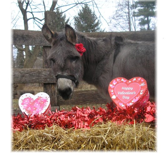 Carte de vœux de la Saint-Valentin "Sois mon Valen