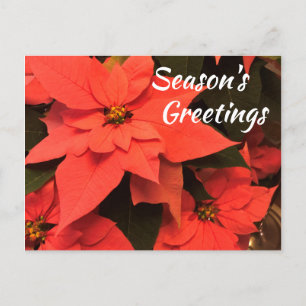 Carte de vœux de la saison des Poinsettias