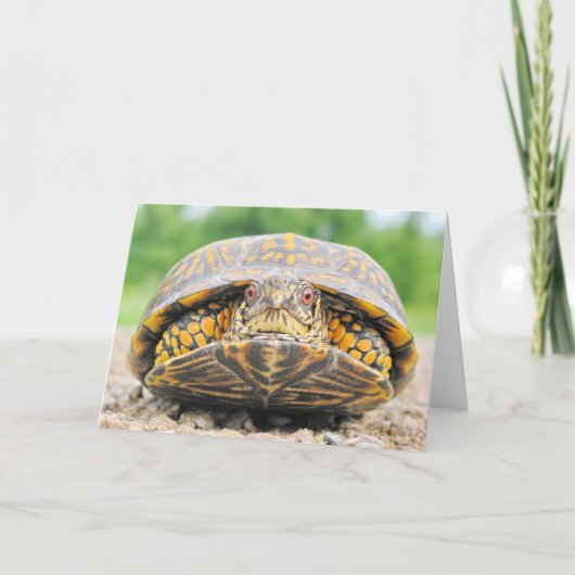 Carte de voeux de la tortue (Devant)