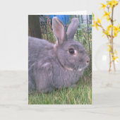 Carte de voeux de lapin gris. Plage d'occasions. (Fleur jaune)