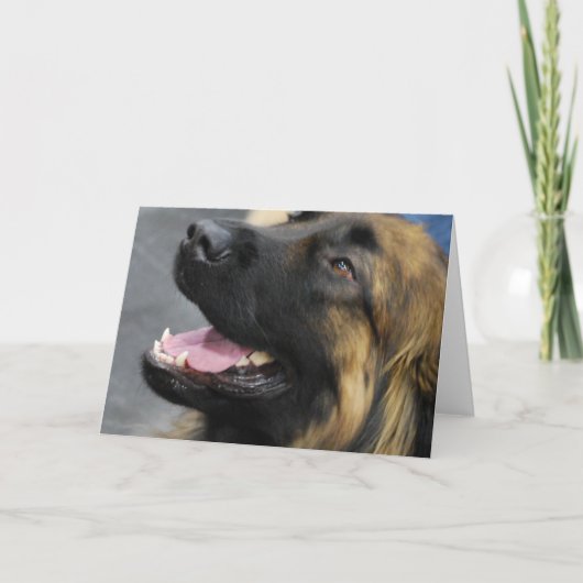 Carte de voeux de Leonberger (Devant)