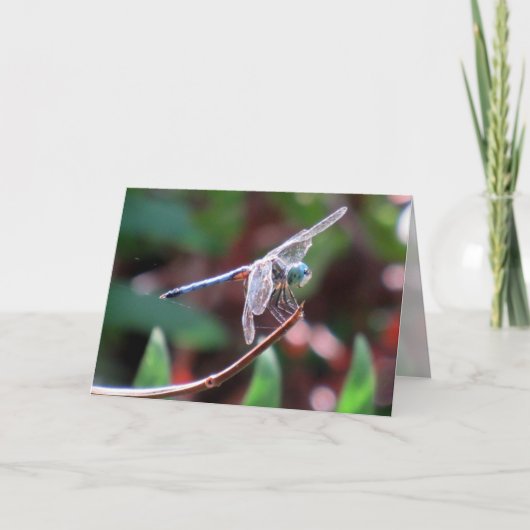 Carte de voeux de libellules (Devant)