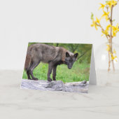 Carte de voeux de loup noir (Fleur jaune)