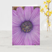 Carte de voeux de marguerite africaine (Fleur jaune)