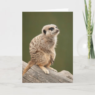 Carte de voeux de Meerkat