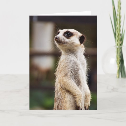 Carte de voeux de Meerkat (Devant)