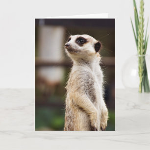 Carte de voeux de Meerkat