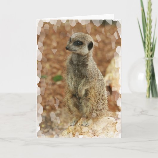 Carte de voeux de Meerkat de bébé (Devant)