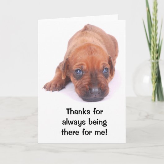 Carte de voeux de MERCI de Rhodesian Ridgeback (Devant)