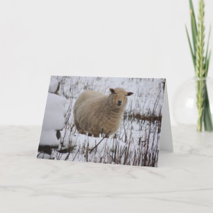 Carte de voeux de moutons