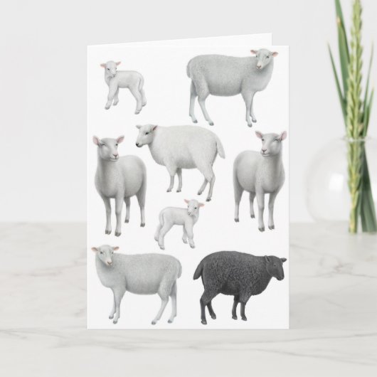 Carte de voeux de moutons noirs (Devant)
