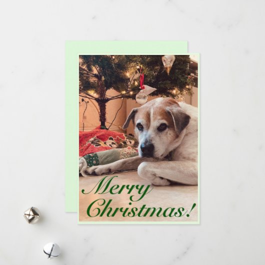Carte de voeux de Noël - Chien avec un arbre de No (Devant/Arrière en situation)