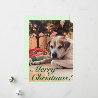 Carte de voeux de Noël - Chien avec un arbre de No