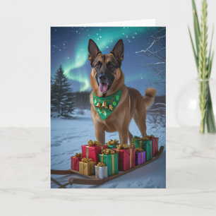 Carte de voeux de Noël de chien Malinois belge