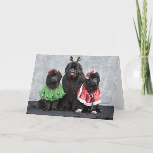 Carte de vœux de Noël Newfies (Devant)