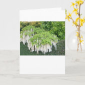 Carte de vœux de Pâques avec de belle Glycine Blan (Fleur jaune)