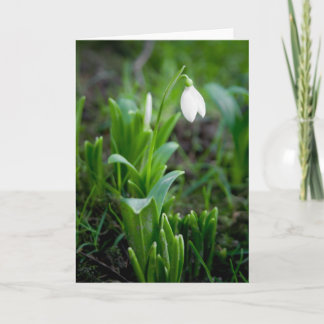 Carte de voeux de perce-neige | Grusskarte