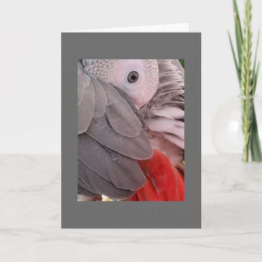 Carte de voeux de perroquet gris africain (Devant)