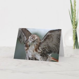 Carte de voeux de photo d'oiseau "de faucon rouge