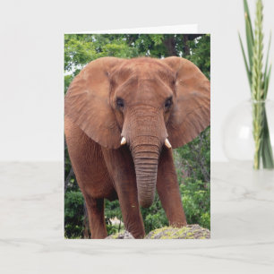 Carte de vœux de photographie d'ÉLÉPHANT