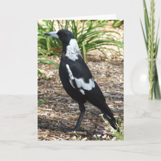 Carte de voeux de pie australienne (Devant)