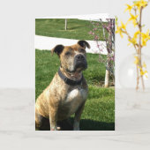 Carte de voeux de Pitbull (Fleur jaune)