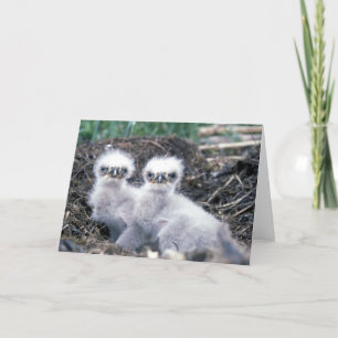 Carte de voeux de poussins d'Eagle chauve