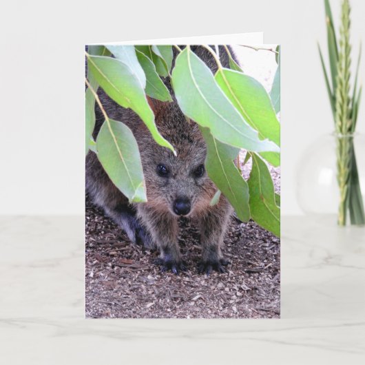 Carte de voeux de Quokka (Devant)