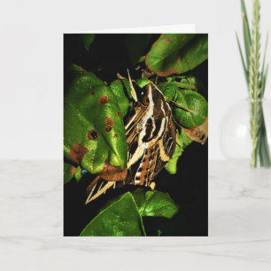 Carte de vœux de rétablissement "Basking Moth"