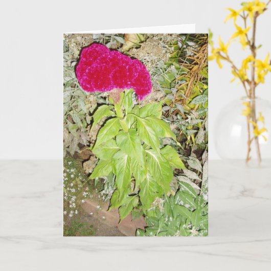 Carte de vœux de rétablissement "Cockscomb" (Fleur jaune)