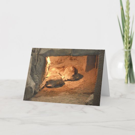 Carte de vœux de rétablissement "Tortoise Cave" (Devant)