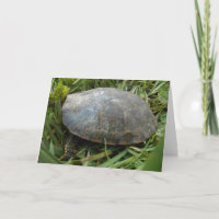 Carte de vœux de rétablissement "Tortue peinte de