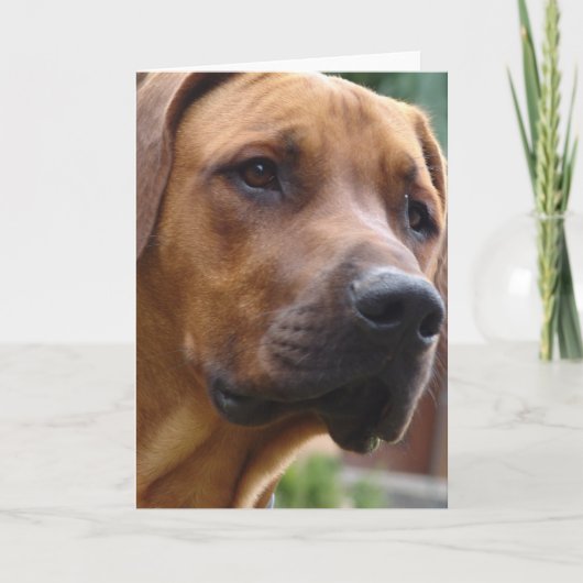 Carte de voeux de Rhodesian Ridgeback (Devant)