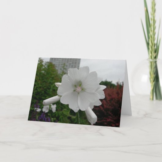 Carte de voeux de rose trémière (Devant)